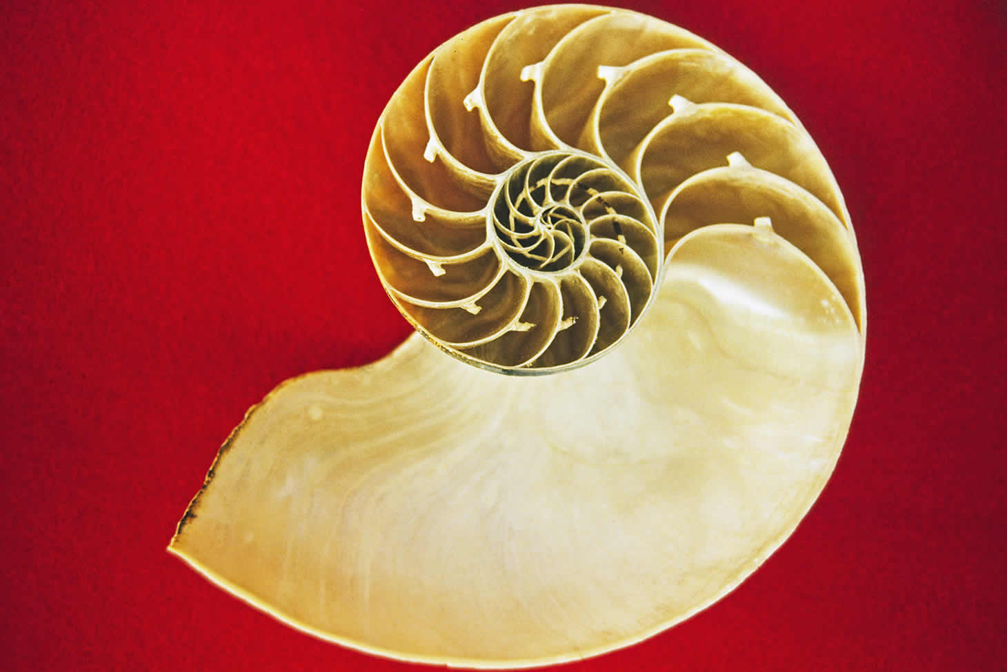 The First Web Design Concept for design dpi