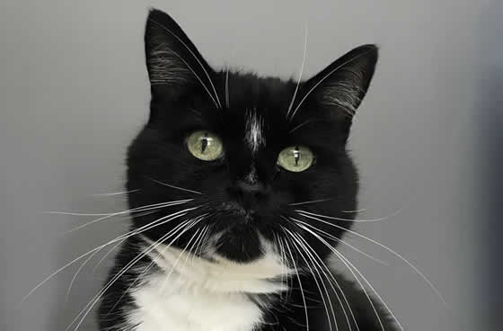 Domino the cat =^..^=